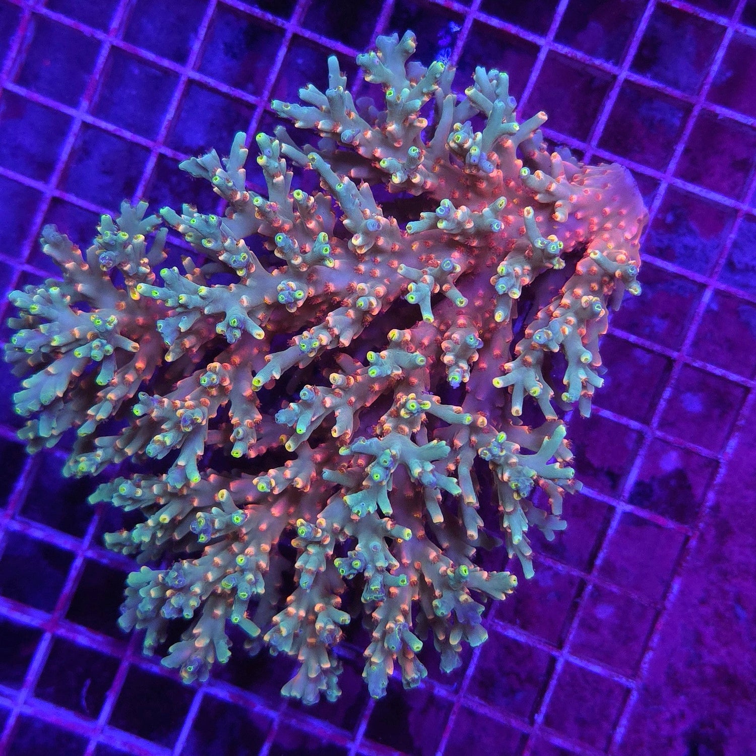 Chimera Speciosa