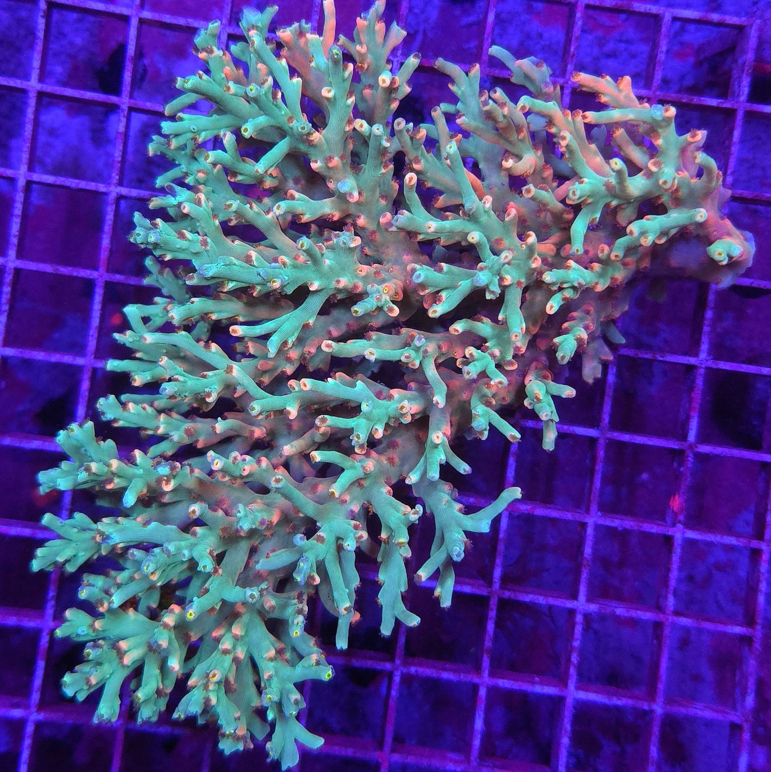 Zenith Speciosa