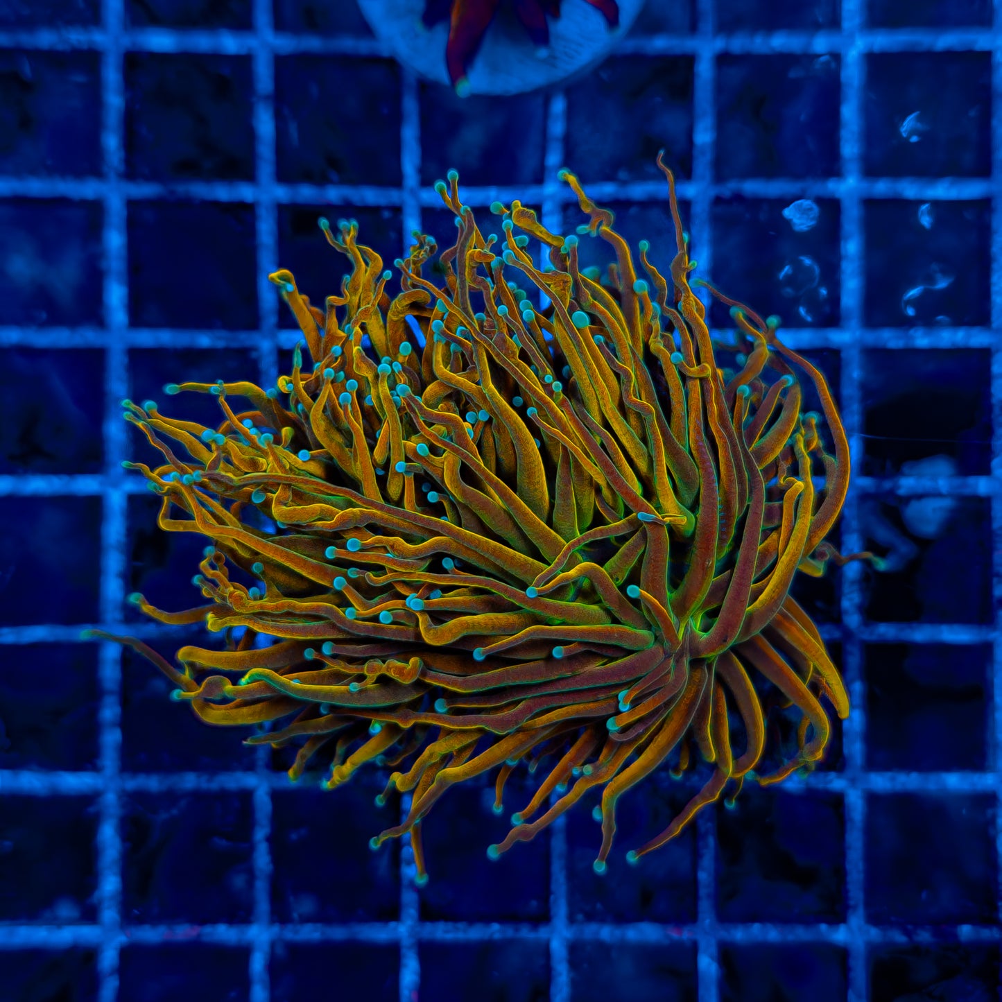 TEAL TIP TAMER // MASTER (2 HEADS) TORCH 310