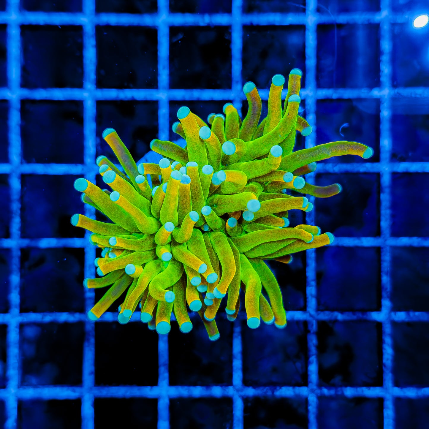 INDO BANANA TORCH 974