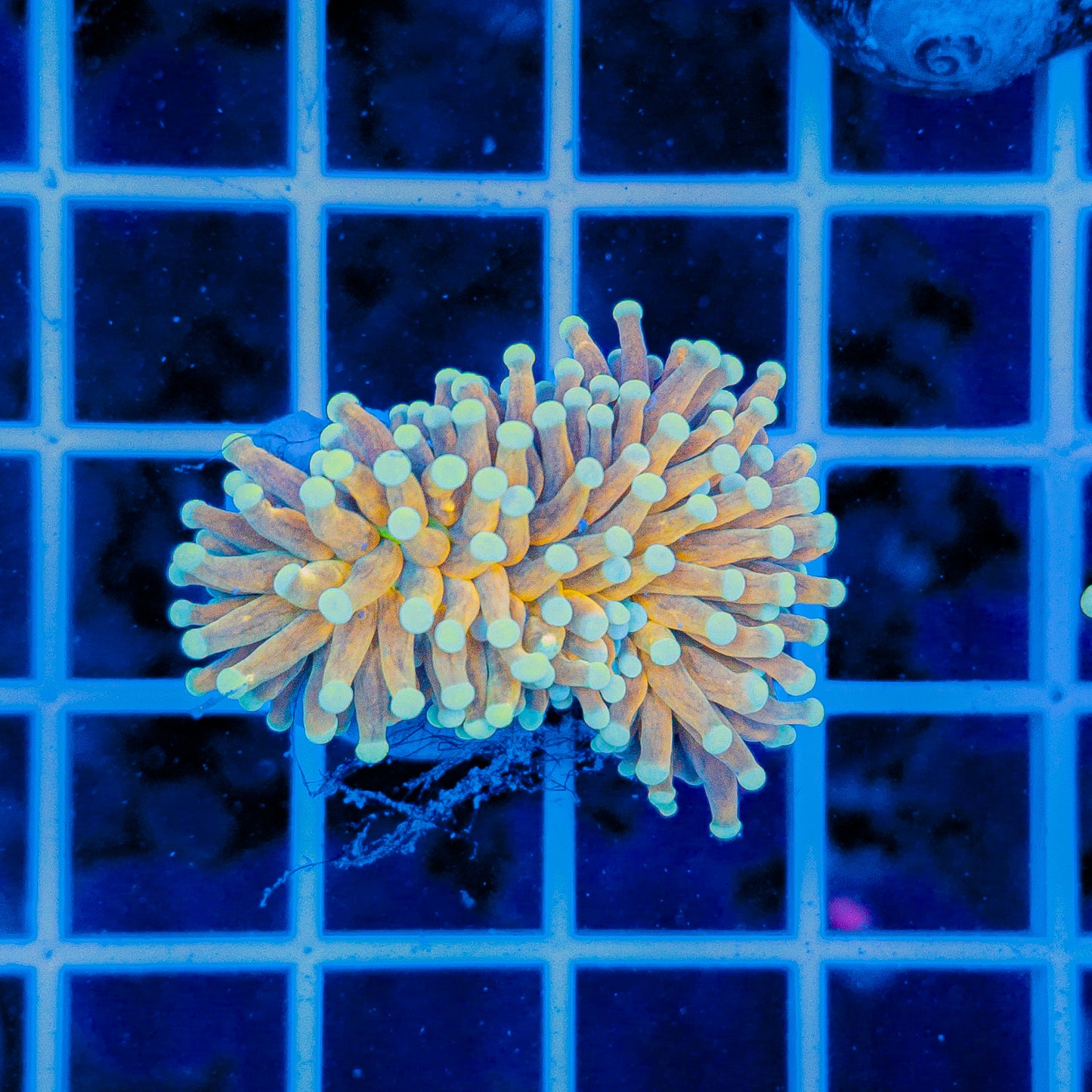 BANANA TORCH 901