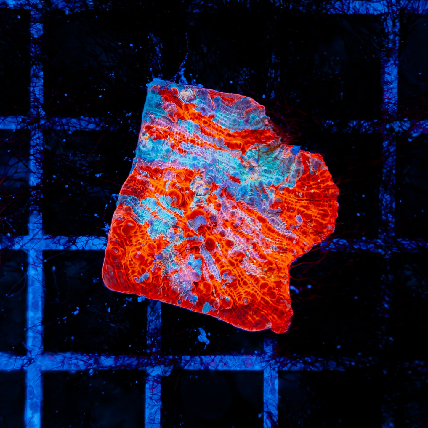 CLOUDBERRY CHALICE 737