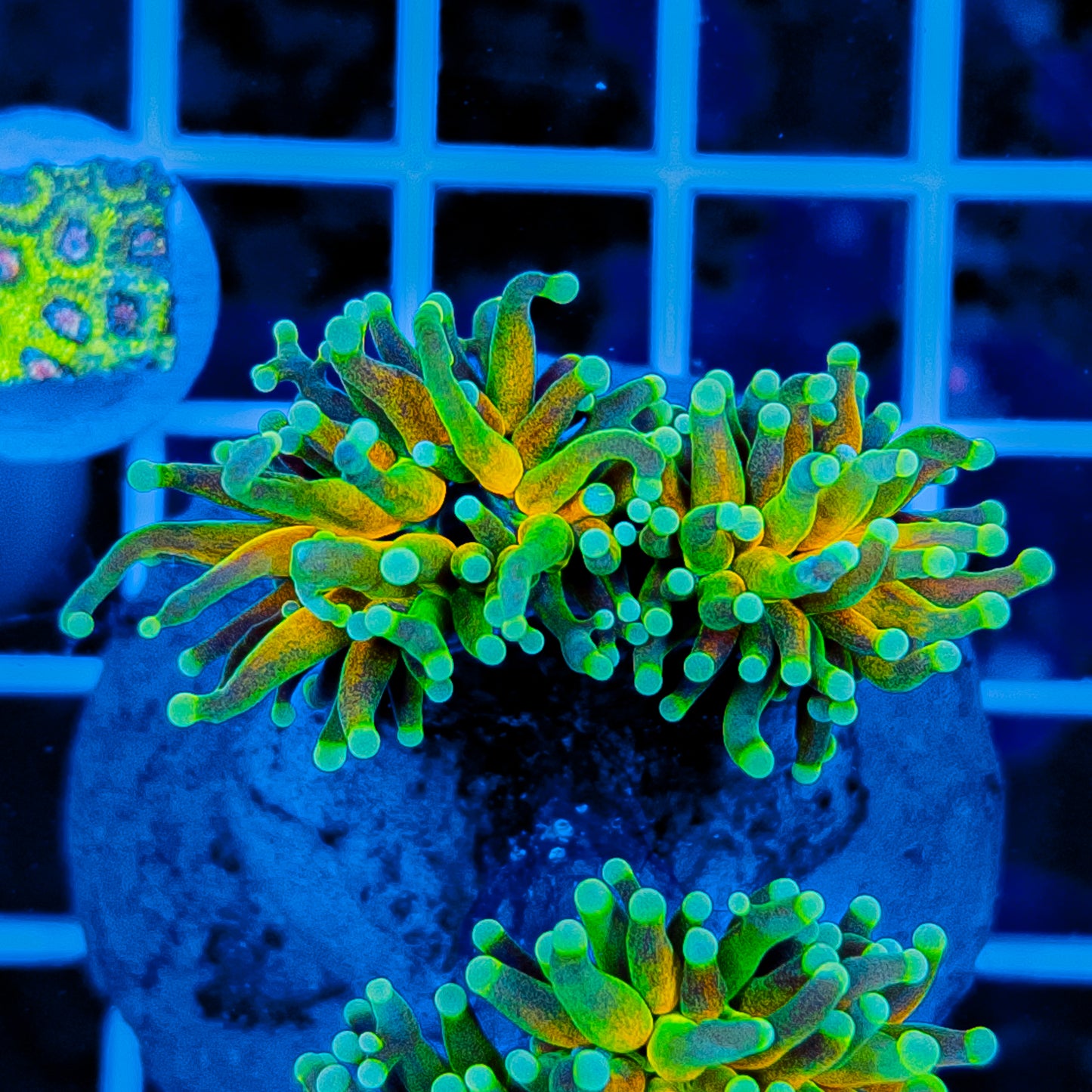 GREEN TIP TIGER TORCH (2 HEADS) 913