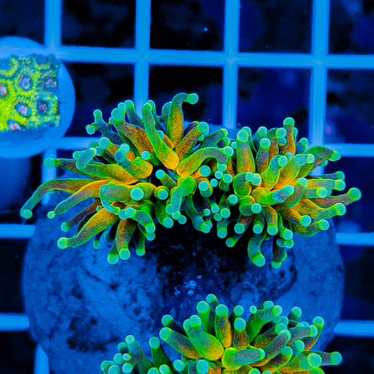GREEN TIP TIGER TORCH (2 HEADS) 913