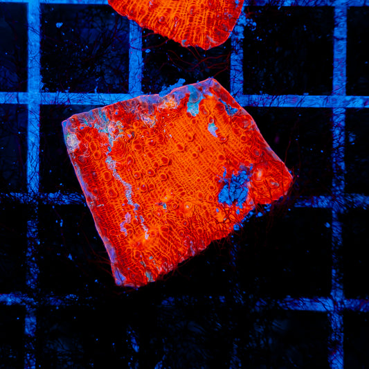 CLOUDBERRY CHALICE 736