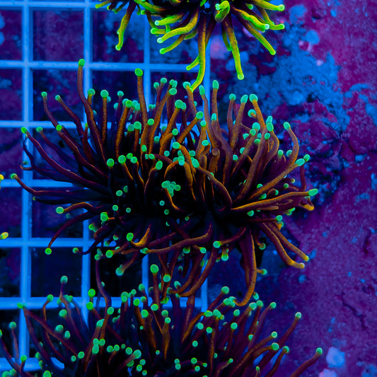 TEAL TIP INDO GOLD TORCH (2 HEADS) 113