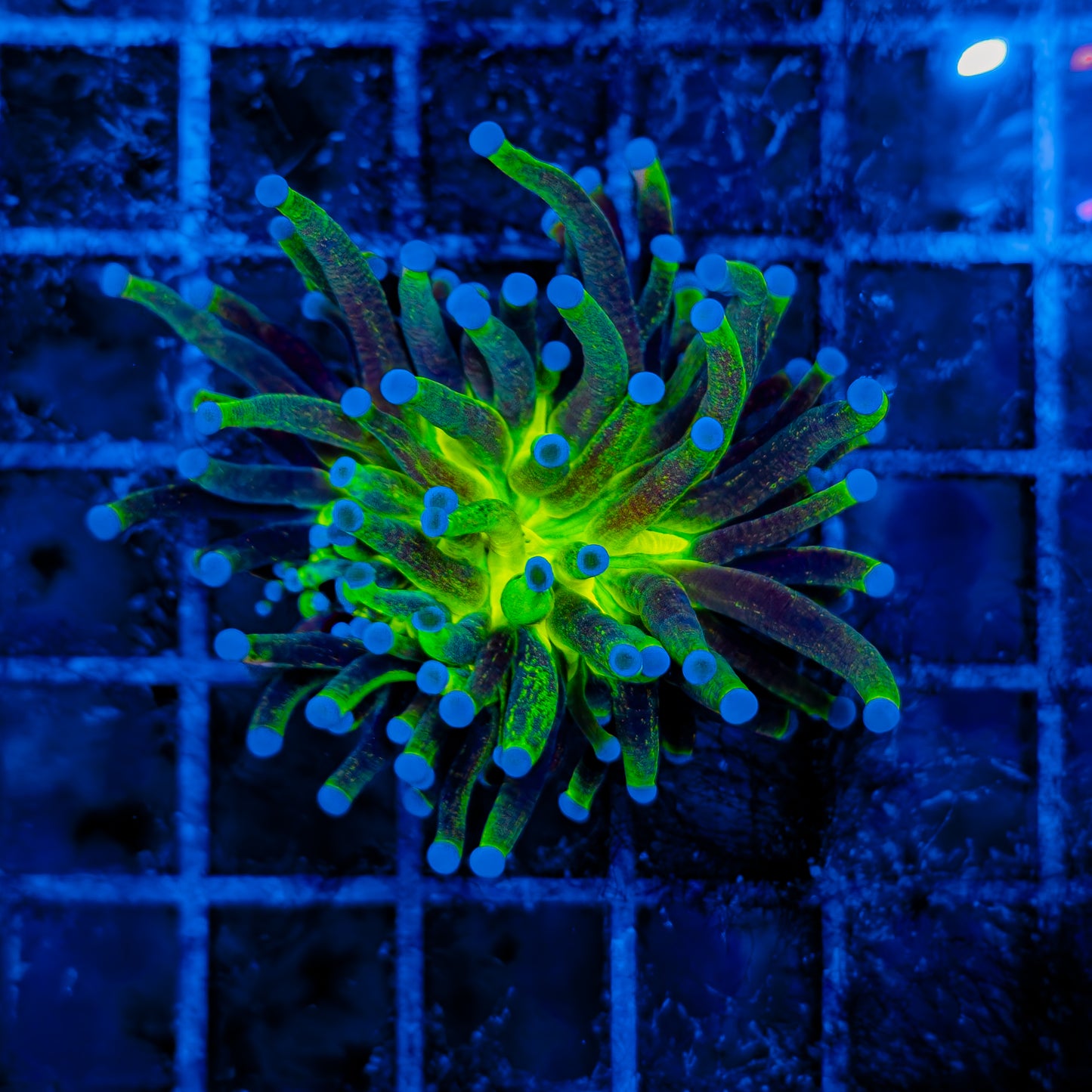 GLITTER TORCH 511