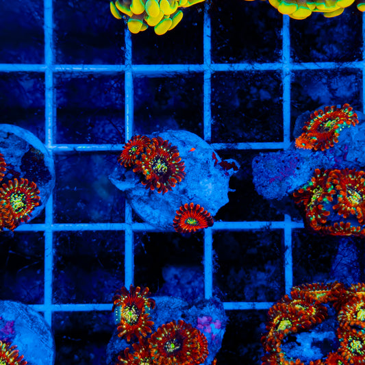 Seduction Zoa 101