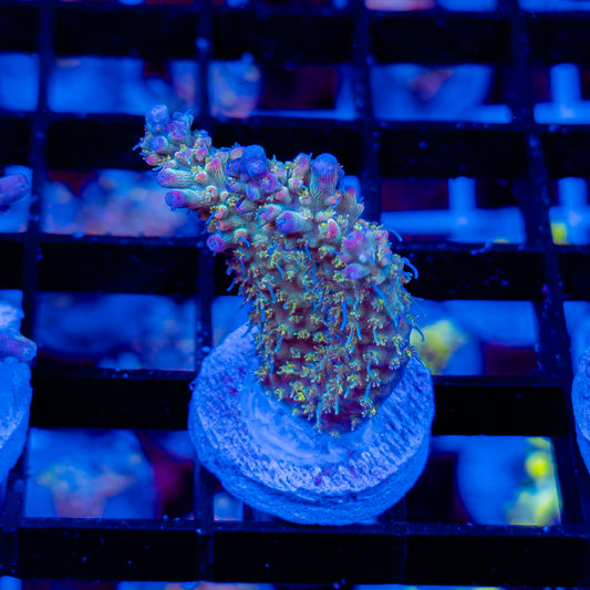 FUNFETTI 288