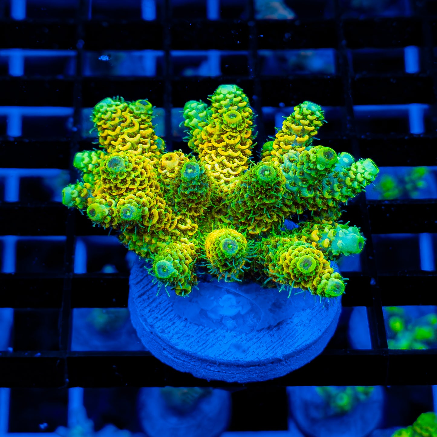VOLTAGE MILLE ~ MINI COLONY 327