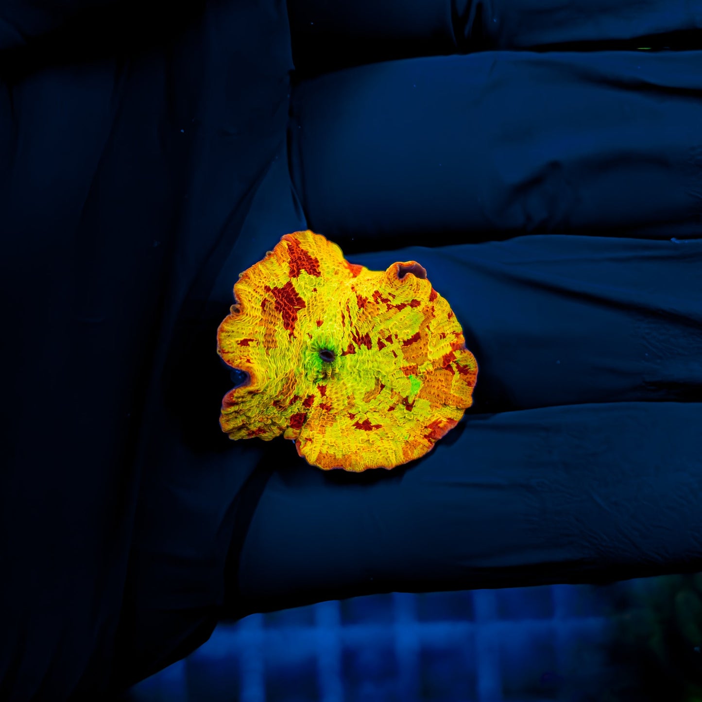 4-COLOR JAWBREAKER MUSHROOM 840