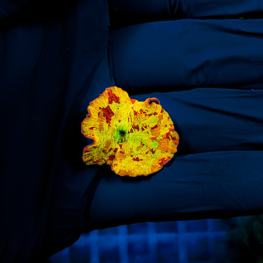 4-COLOR JAWBREAKER MUSHROOM 840