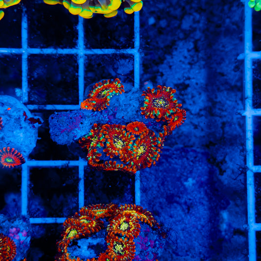 Seduction Zoa 102