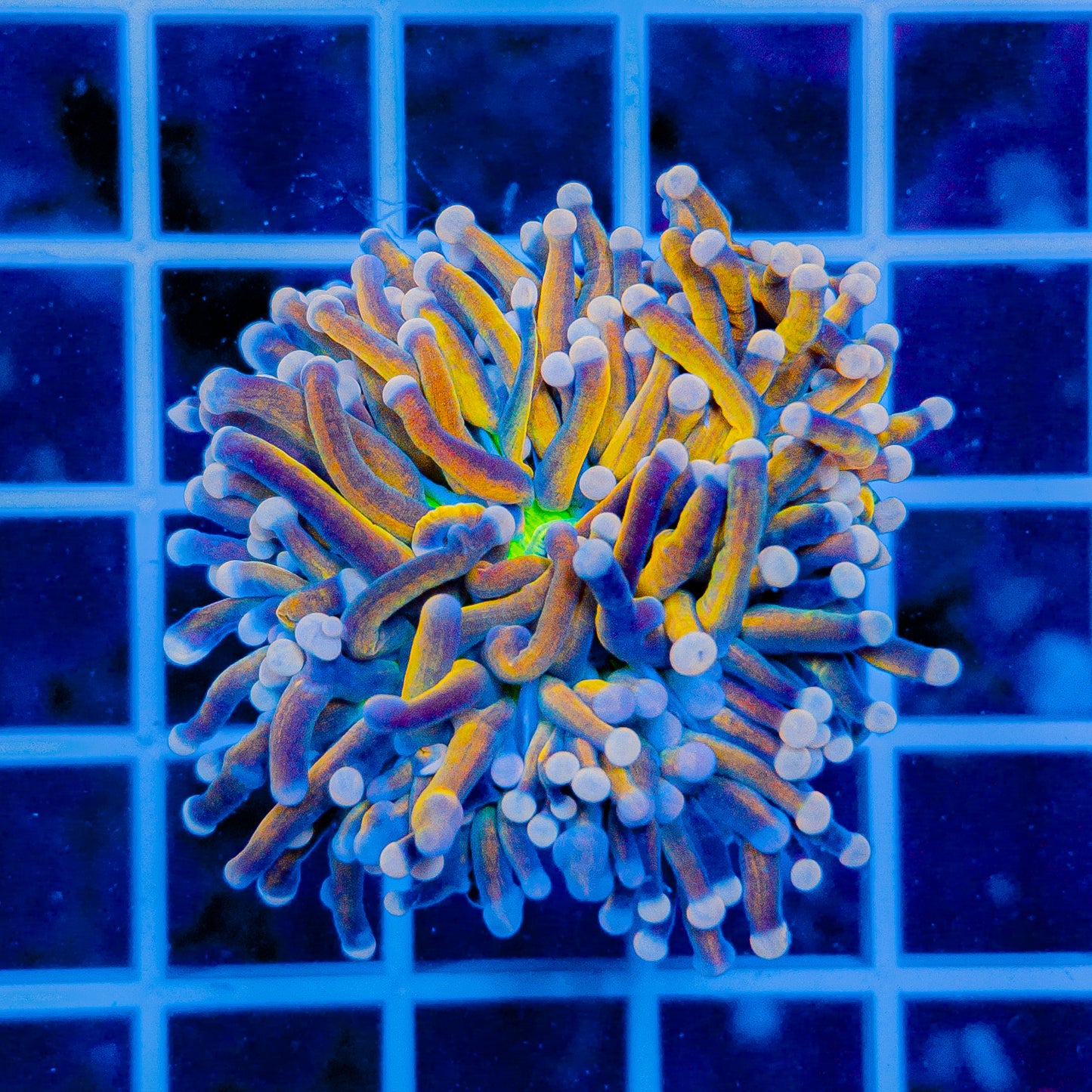 INDO BANANA HG TORCH 904