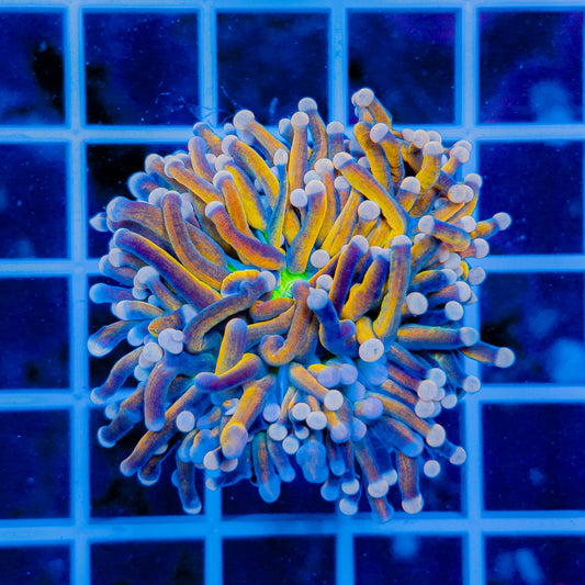 INDO BANANA HG TORCH 904