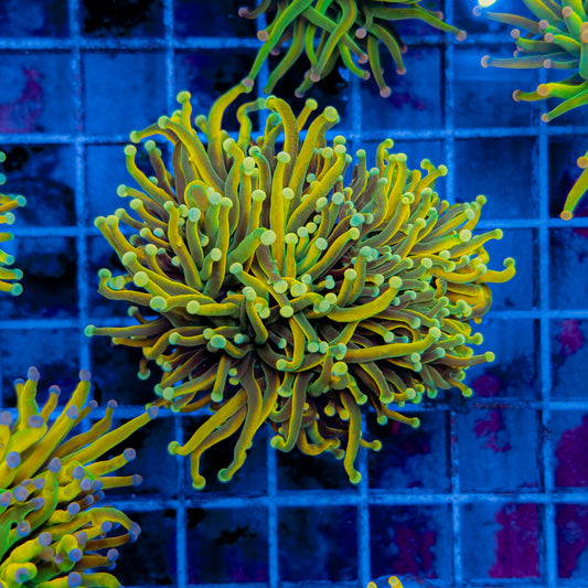MALAYSIA YELLOW TIP HOLY GRAIL TORCH (2 HEADS) 158