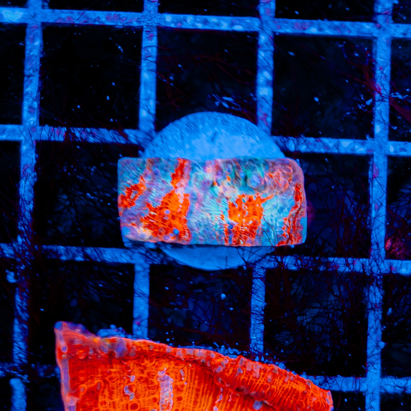 CLOUDBERRY CHALICE 731