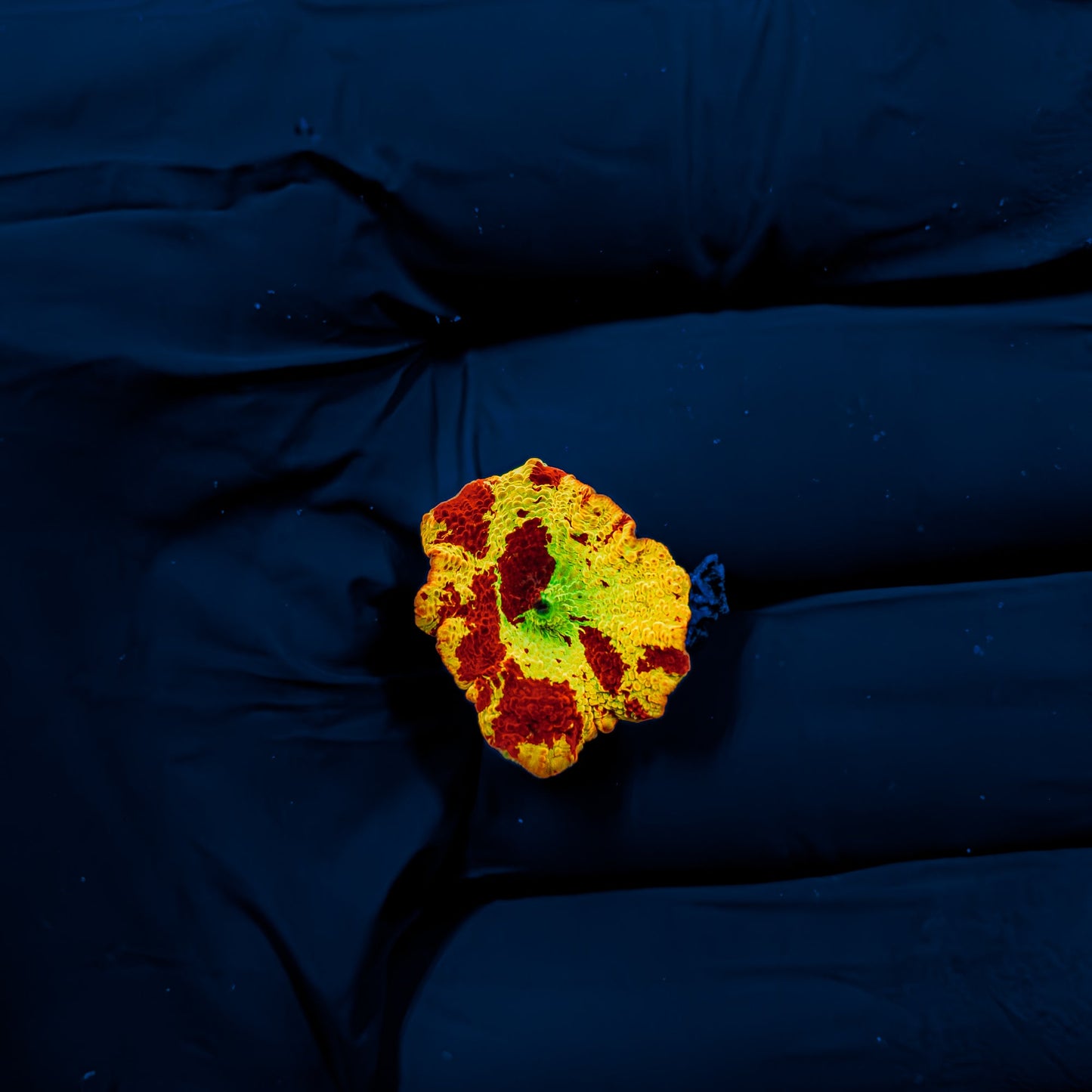 3-COLOR JAWBREAKER MUSHROOM 843