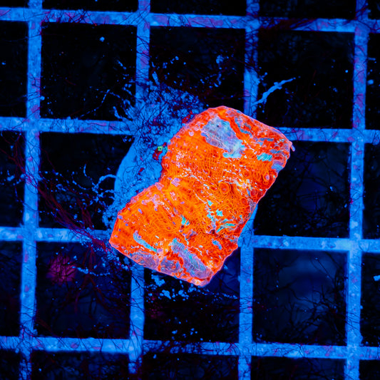 CLOUDBERRY CHALICE 730
