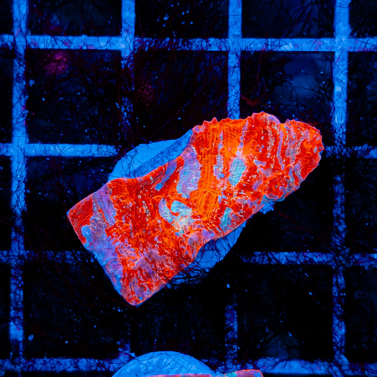 CLOUDBERRY CHALICE 729