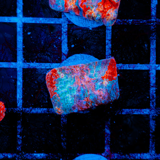 CLOUDBERRY CHALICE 724