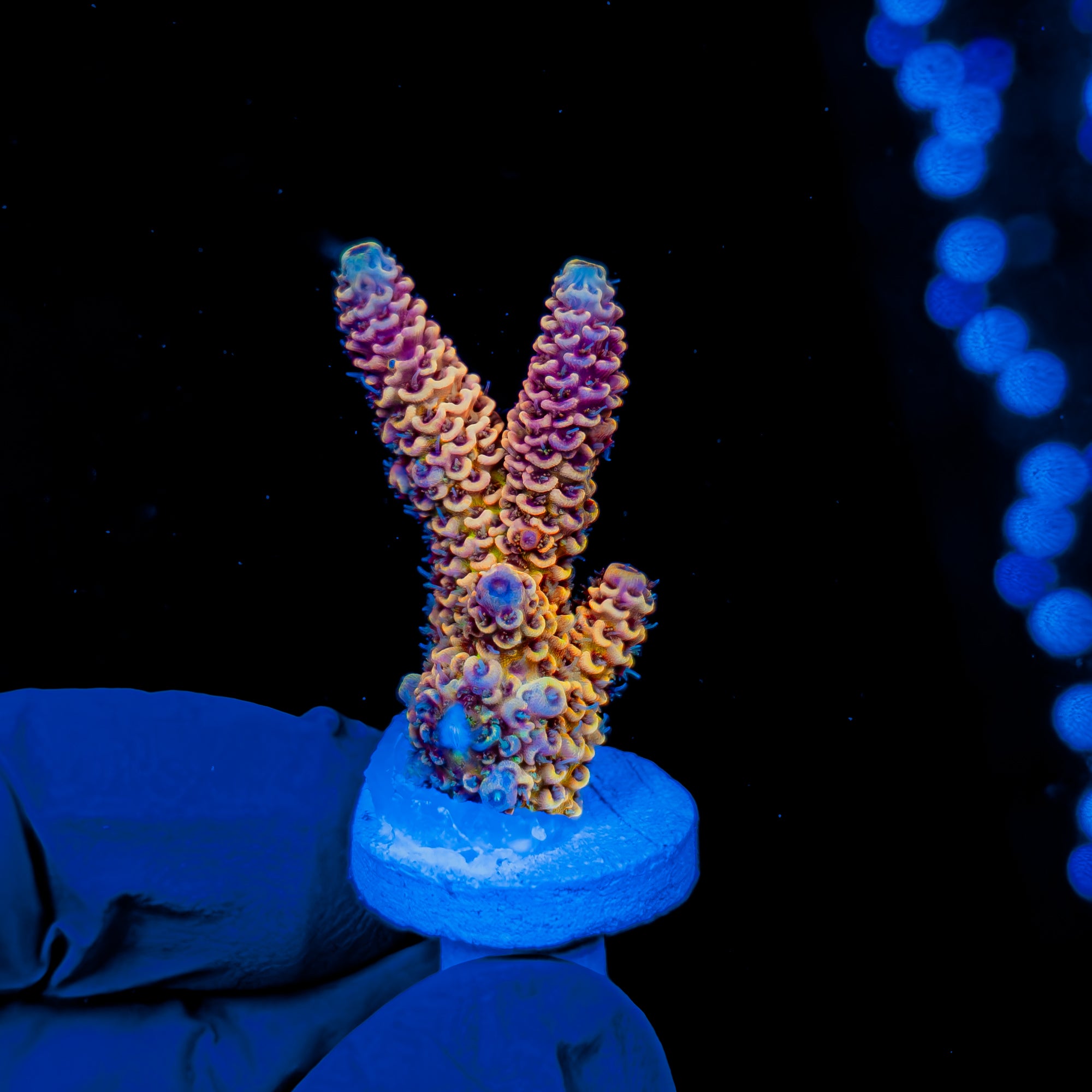 Collections – REEF JASE