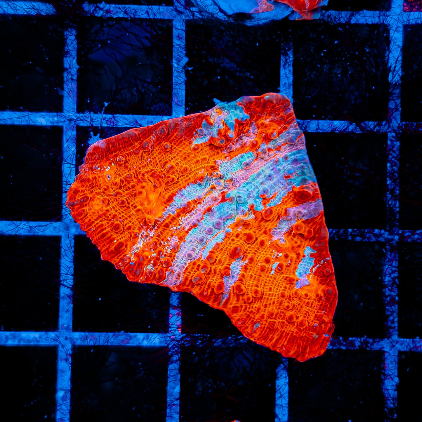 CLOUDBERRY CHALICE 743