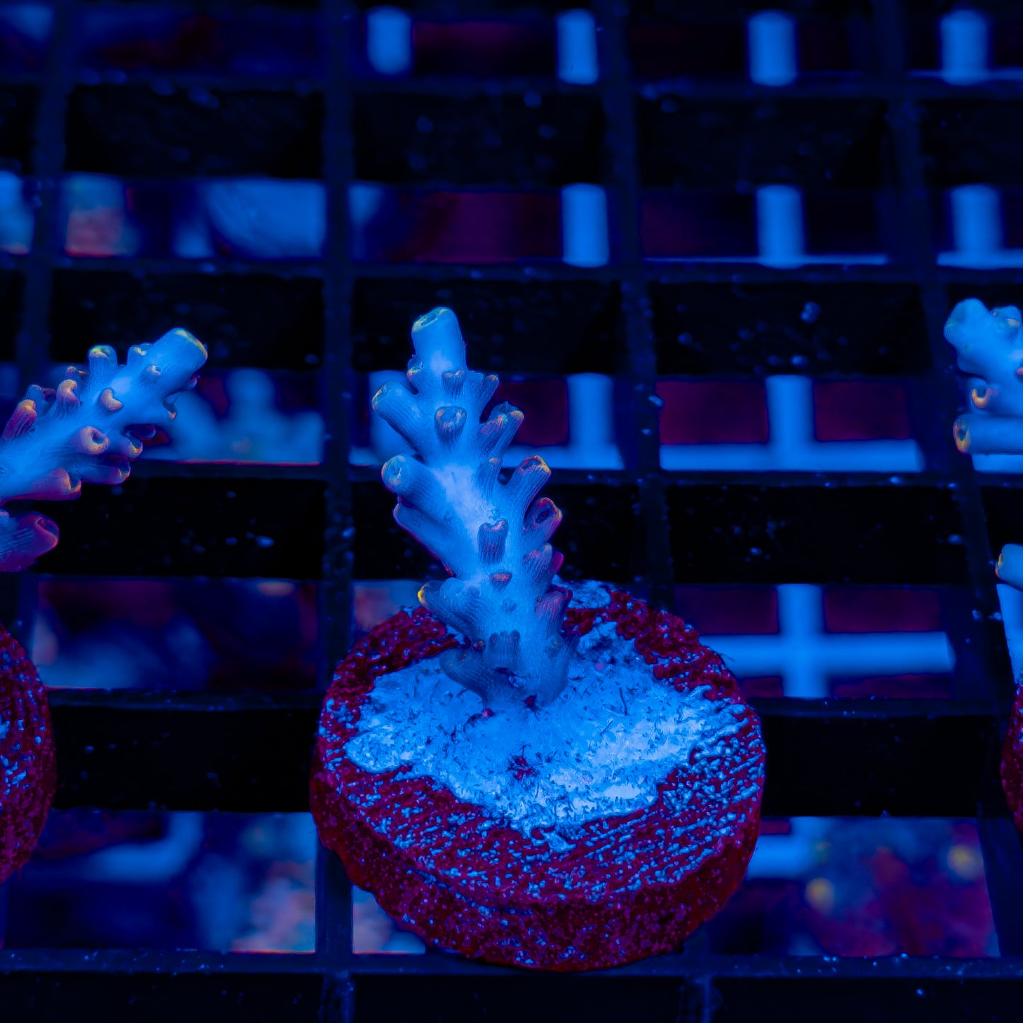 BLUE FLAME 558