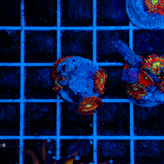 Seduction Zoa 111