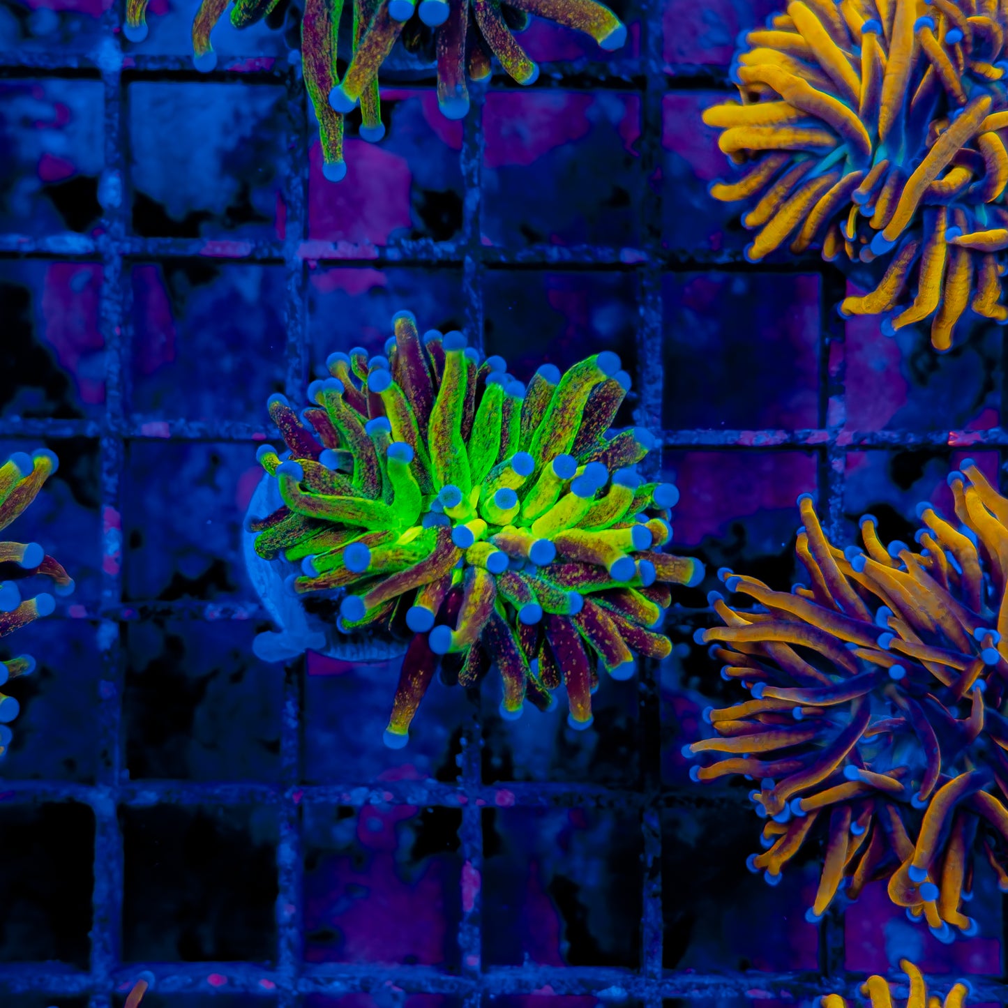 GLITTER HOLY GRAIL TORCH 136