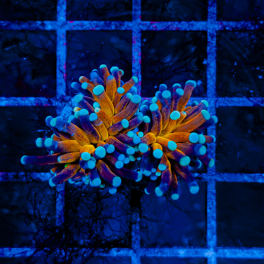 ULTRA BRANCHING TIGER TORCH (2 HEADS) 544
