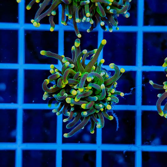 GLOWLIGHT TORCH 910