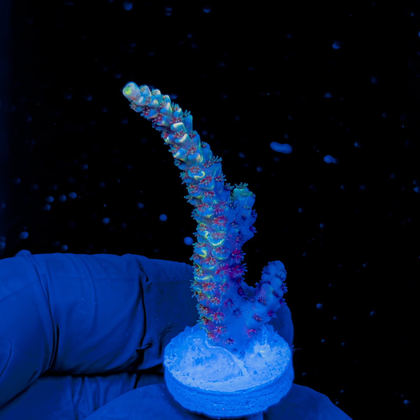DICHROIC TENUIS 1607