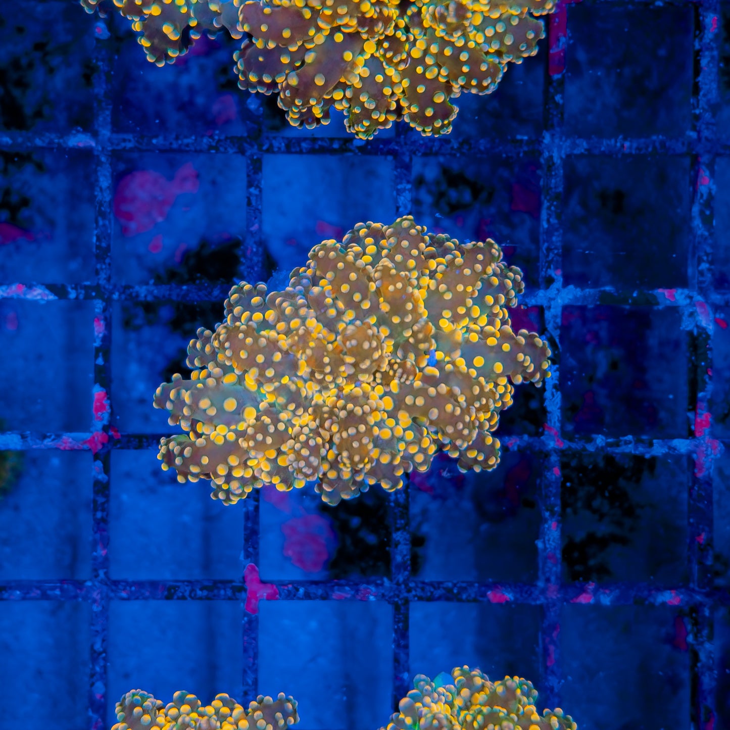 TRICOLOR OCTOSPAWN 213