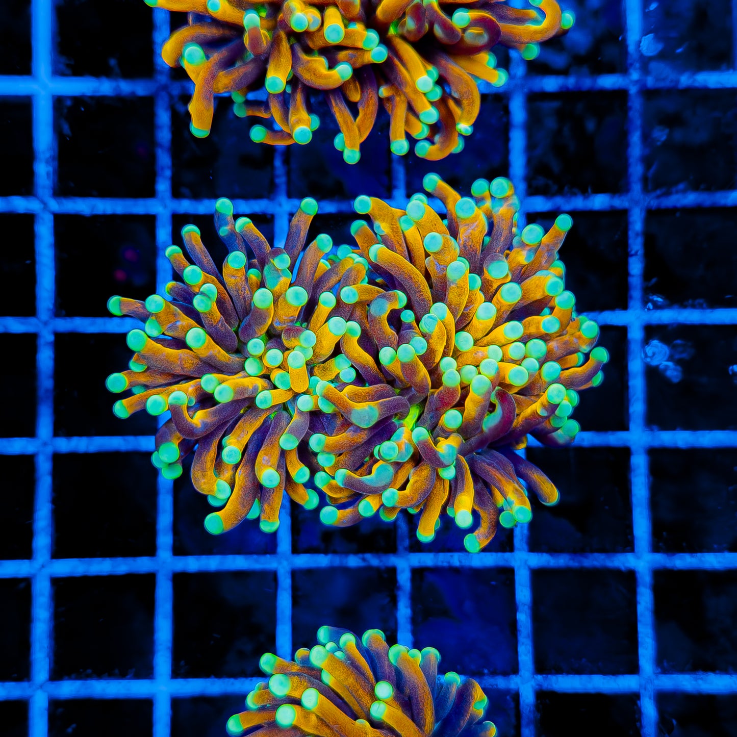 INDO SUN GOD TORCH (2 HEADS) 965