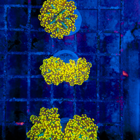 URANIUM OCTOSPAWN (2 HEADS) 205