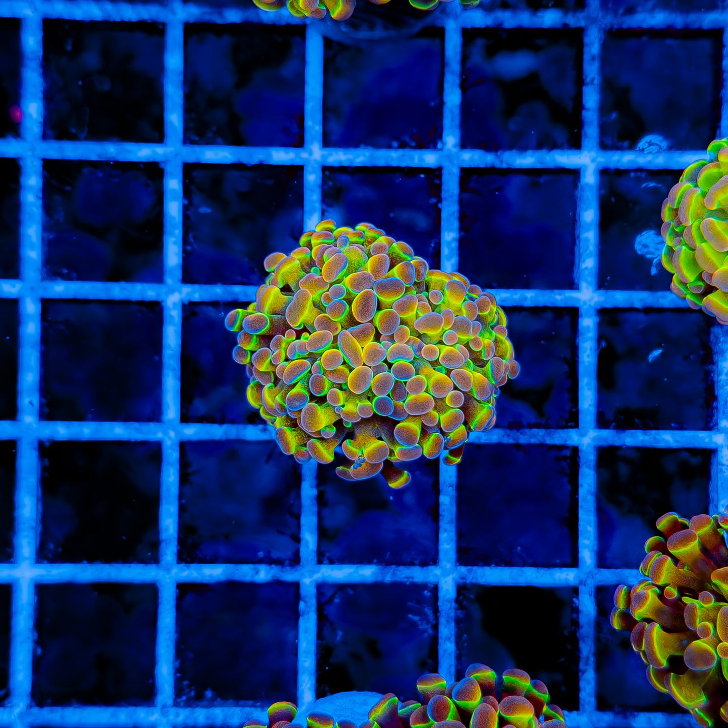 PRIMO HOLOGRAM HAMMER (2 HEADS) 996