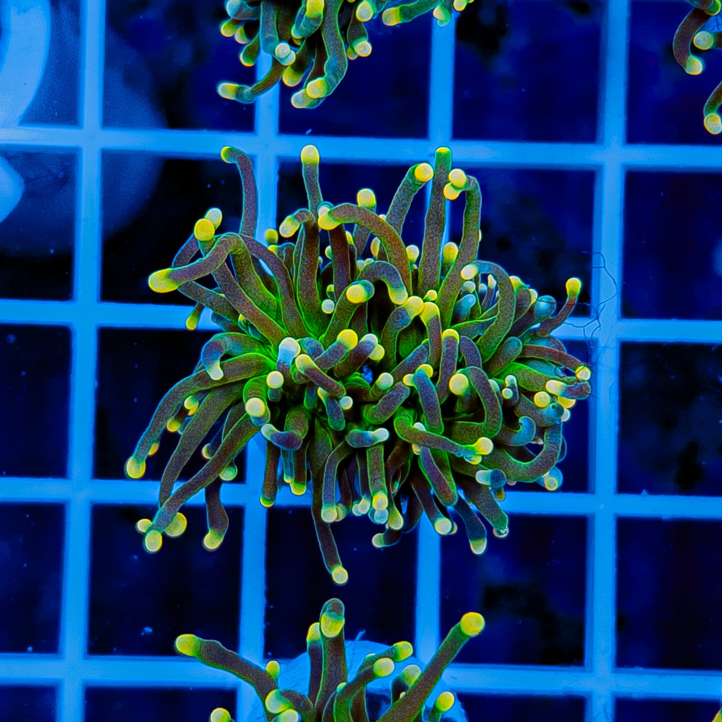 GLOWLIGHT TORCH 908