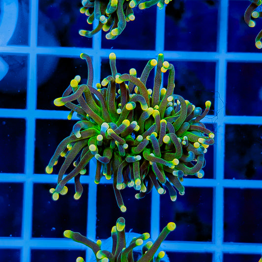 GLOWLIGHT TORCH 908