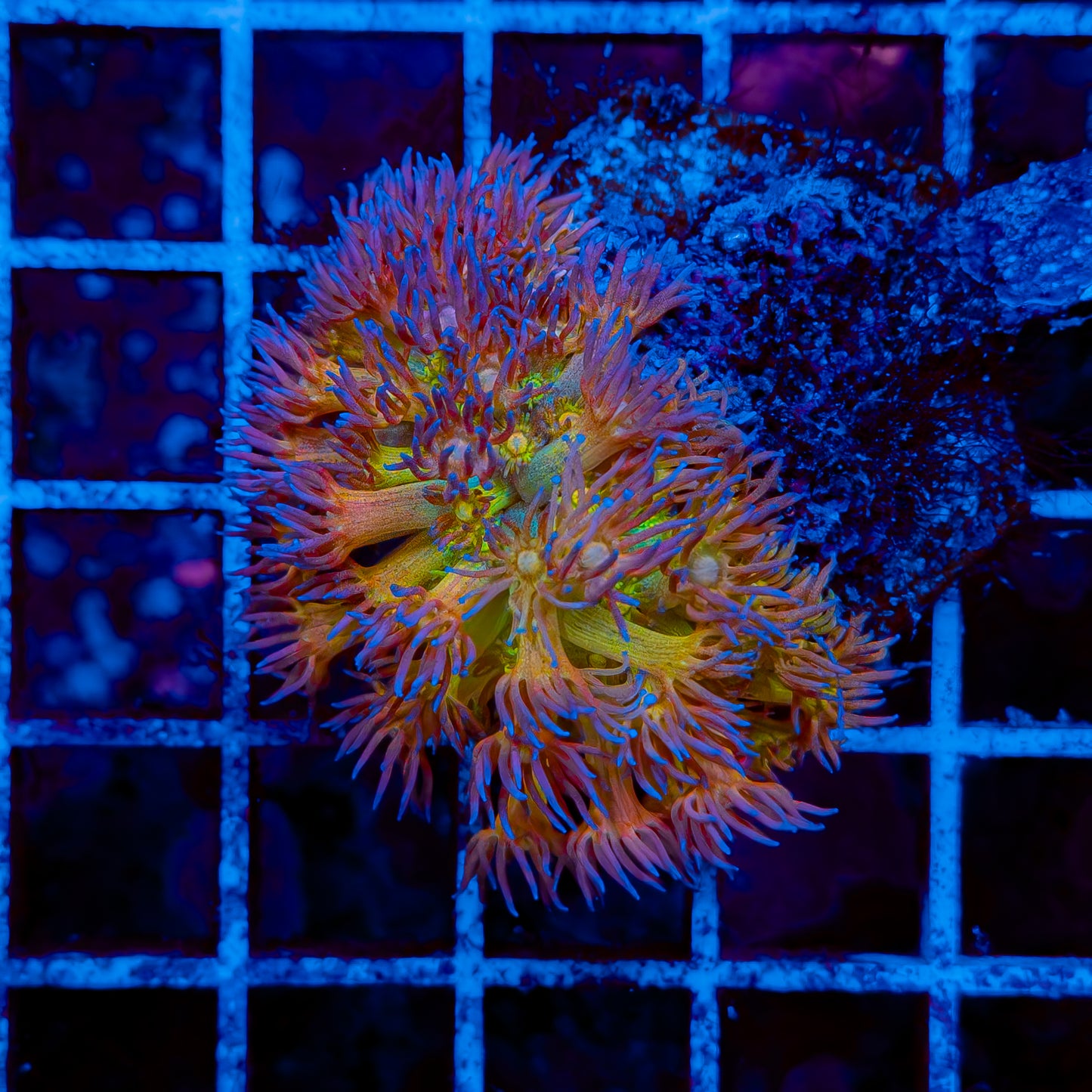 RAINBOW GONI MINI COLONY 001