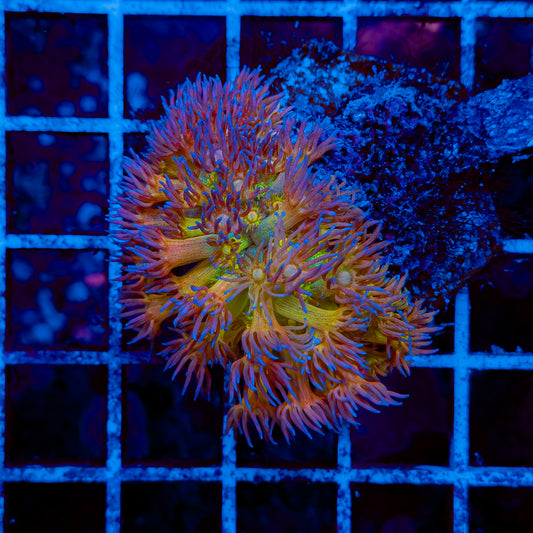 RAINBOW GONI MINI COLONY 001