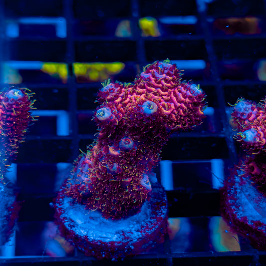 MAGENTA MADNESS MILLE 456