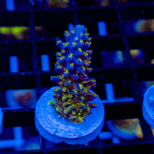 RADIOACTIVE FORMOSA 105 *RARE*