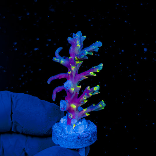 NEBULA SPECIOSA XL 1491