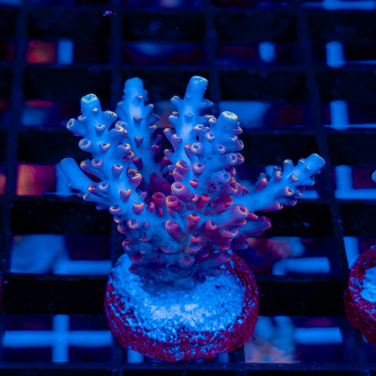 BLUE FLAME 559