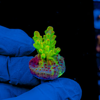 HIGHLIGHTER GRANULOSA 996