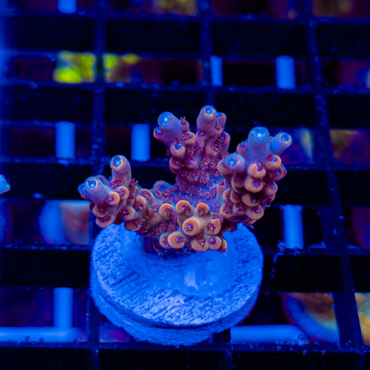TANGERINE 251