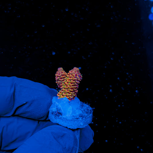PYROCLAST MILLE 1376