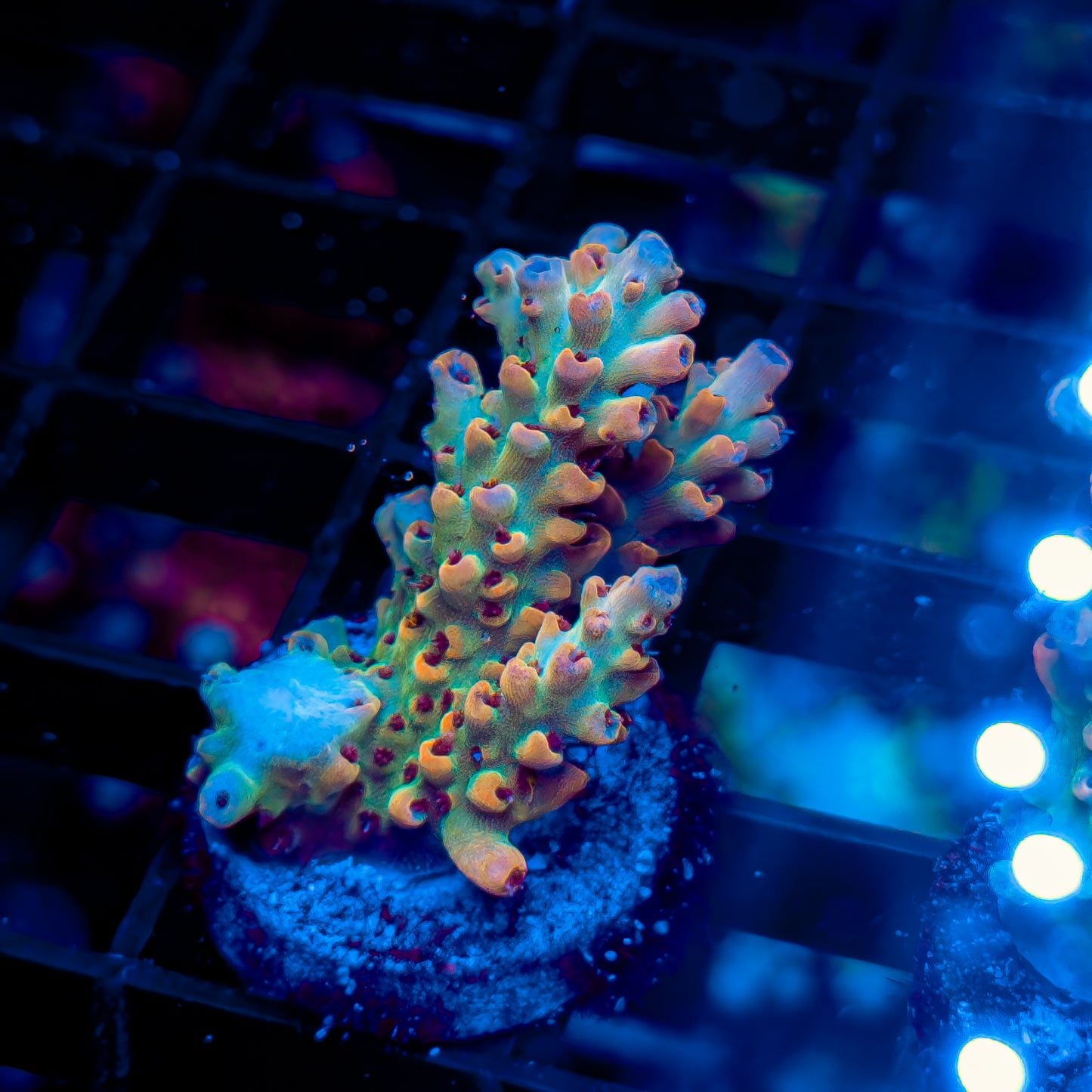 TROPICAL PUNCH 592
