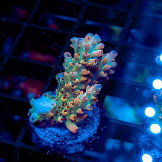 TROPICAL PUNCH 592